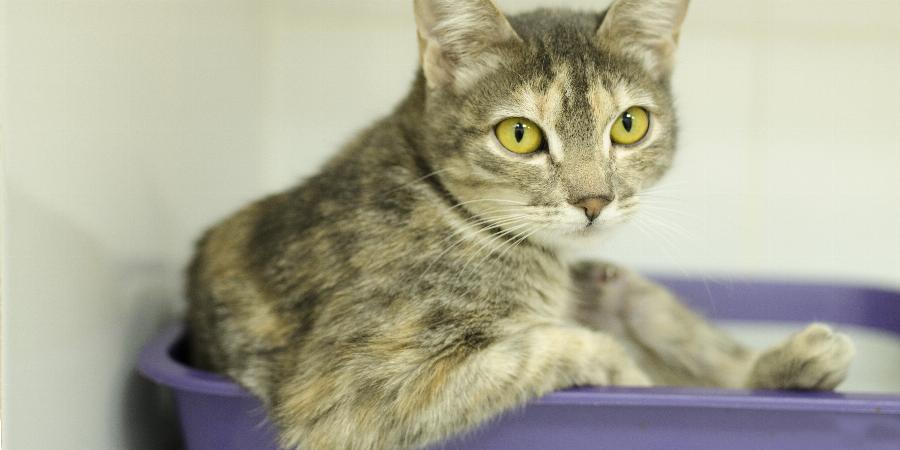 banner of Cleaning Up After Your Cat is Getting Easier