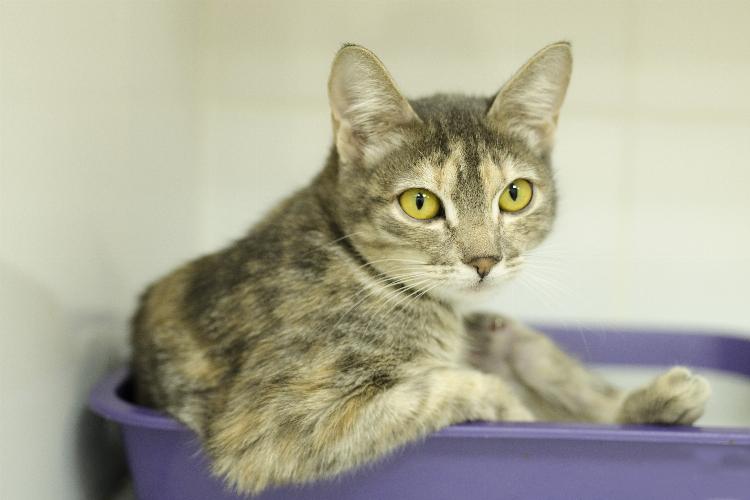 main of Cleaning Up After Your Cat is Getting Easier