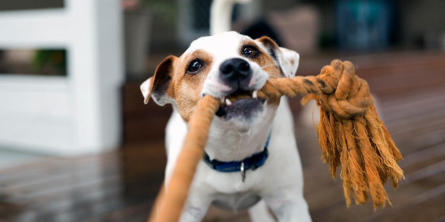 banner of What Are The Most Popular Pet Subscription Boxes?