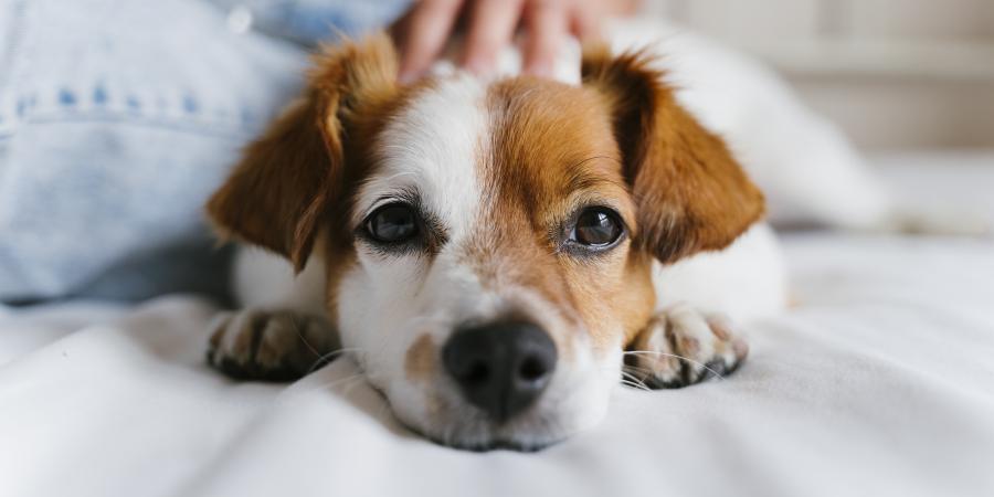 banner of hese Tips Can Ensure You Are Providing Great Dog Care