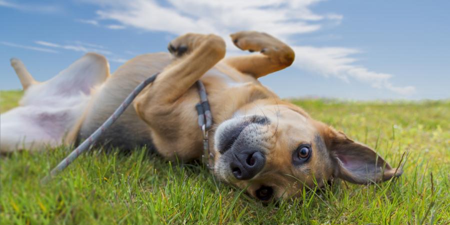 banner of Dog Adoption Enriches the Lives of Both Dog and Human