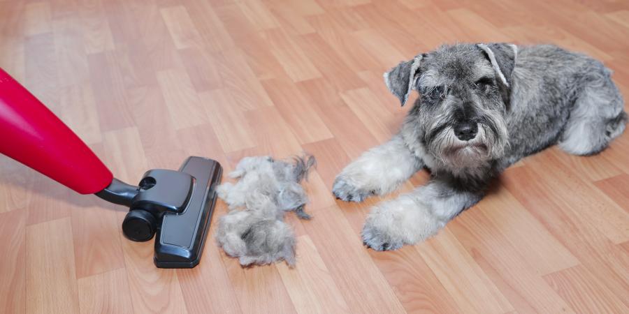 banner of here's Ways To Keep Pet Hair From Getting Out of Control