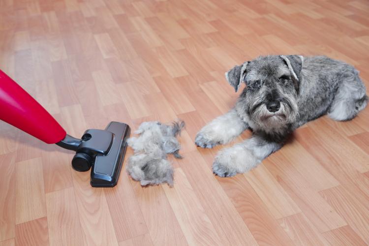 main of here's Ways To Keep Pet Hair From Getting Out of Control