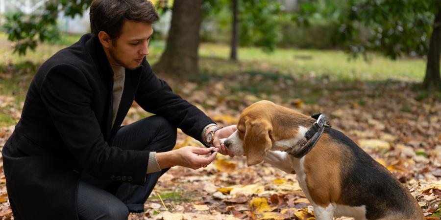 banner of he Right Collar Can Make Dog Training Easier (autoproducts)