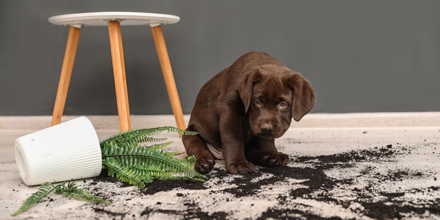 banner of Cleaning Your Home Becomes A Lot Easier With the Right House Cleaning Hacks