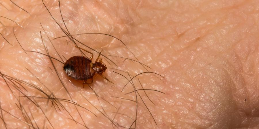 banner of Removing Bed Bed The Right Way Ensures They Won't Return